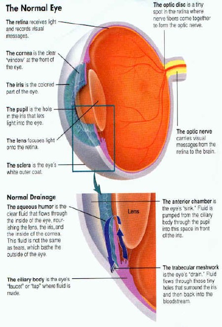 The normal aqueous fluid production and drainage route