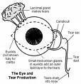 Tear production and drainage